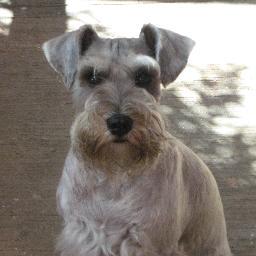 Soy un perrito perdido !! Ayúdame a regresar a mi Casa !!