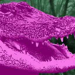 Reptile with a big tail. I like eating muskrats, wallowing in my mud-hole, and being judgmental.