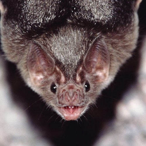 Hssss! -snarls at you- (RP for @iCake4s)