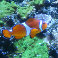 Catcommander's profile picture. 自由気ままな生き物。