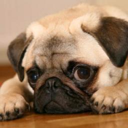 El perro de Eugenia.