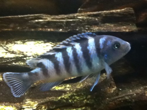 ilmorji's profile picture. 