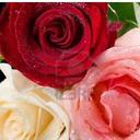 Sophie Fischer - @FabulosusS - Twitter