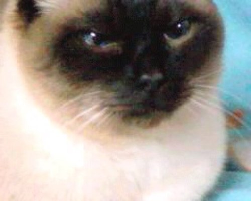猫好き