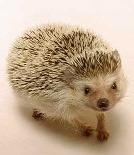 FocusFassun's profile picture. いわゆる仮面浪人