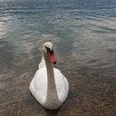 manta - @Dana2011free - Twitter