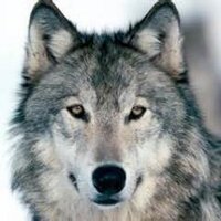 M. Tuğ. (@yorgunkurt1) 's Twitter Profile