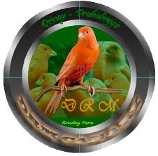 Canary breeding farm
