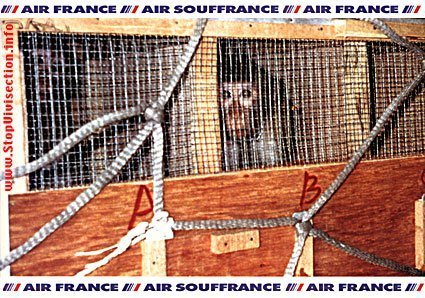 Une campagne abolitionniste contre le transport des animaux de laboratoire.
http://t.co/WYnAx1wkHd | http://t.co/d4iJWBJ0pl