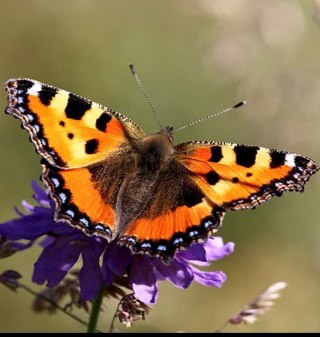 PotelReb's profile picture. 