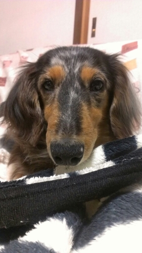 高橋優 Saitama