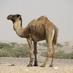 Random Camel Co-op (@randomcamelcoop) Twitter profile photo