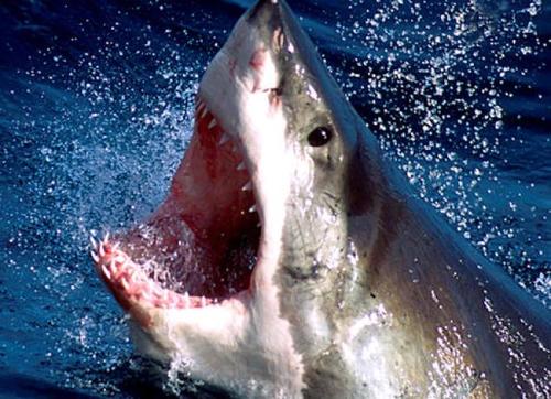 New Smyrna Shark Newsmyrnashark Twitter