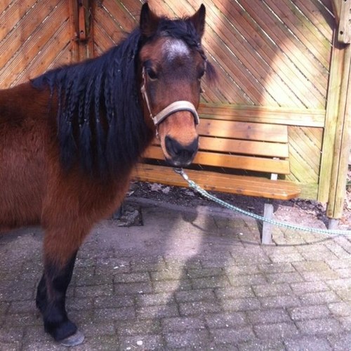 Dit account bestaat sinds 14-03-2013 De tweets gaan over paarden.