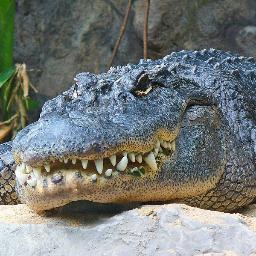 Follow me. Admire me. Desire me. WAVE YO GATOR FINS IN THE AIR LIKE YA JUST DONT CARE
