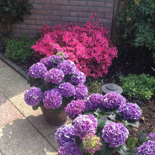 MinyDekker's profile picture. 