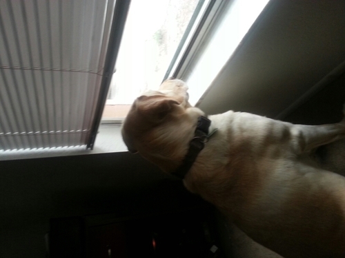 bigPJC's profile picture. i love to bass fish and cook BBQ and tend to lean way to the right...in constant search of ms kays boudain truck