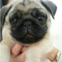 Eu sou o Choppinho! Adooooro Brincar!