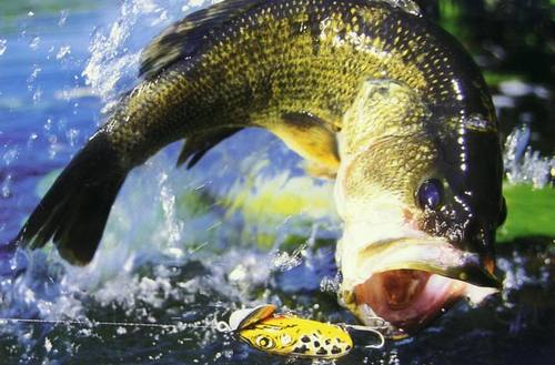 Get off the bank and into a boat!!!! Bargain Bassin.