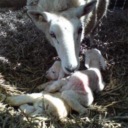 Cotswold Organic Beef & sheep farmer. Striving for profitability through high health & welfare. #Kinshipcarer, Embroiderer, horse rider, gardener, day dreamer.