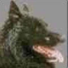 belgische herders | geocaching | voetbal | wielrennen