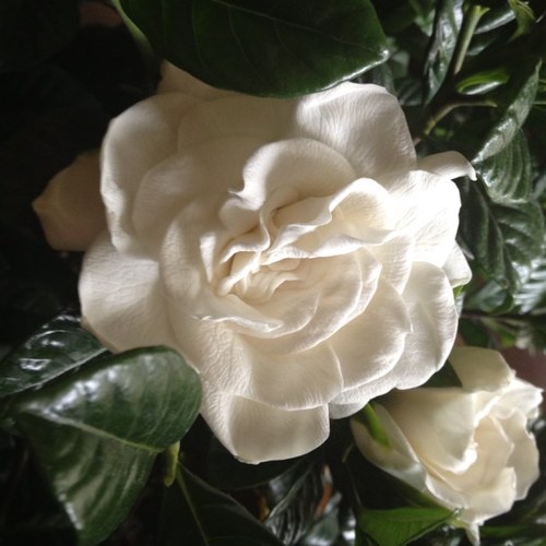 kingtaura's profile picture. 