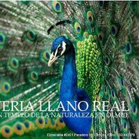 Hosteria  LLano Real (@llanorealolmue) 's Twitter Profile