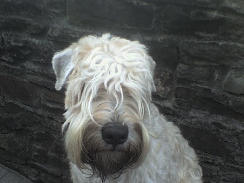 ros_davies's profile picture. 