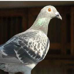 65vosje's profile picture. 