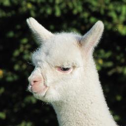 Alpaca Breeder, Sheep Owner, Knitter and Mule Driver!