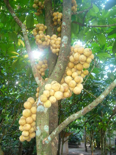 CFruitTrees's profile picture. Looking for exotic fruit trees?