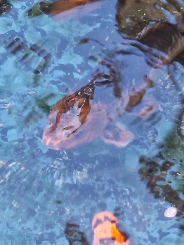 vrtlhost's profile picture. 