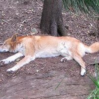 kerenlavelle CEASEFIRE NOW (@sleepingdingo) 's Twitter Profile