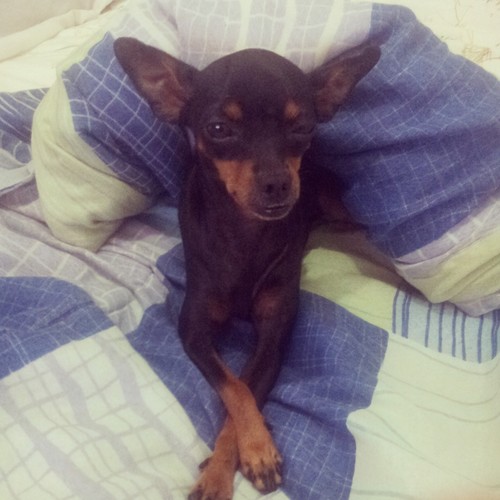 sou uma cachorra linda e uma d1v4
