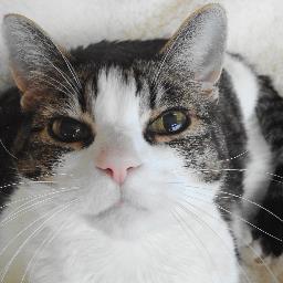 kingstonbill's profile picture. 