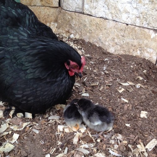 We sell fertile eggs and rent out incubators! We are a twin owned business wanting to bring the joy of hatching out chicks to you! Check out our website!