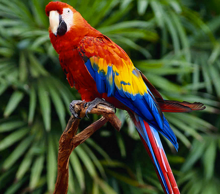 I'm a parrot. I belong to a psychiatrist. I sometimes say what he says.