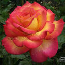 Kathy Ann Ferguson - @Kathyfergy7757 - Twitter