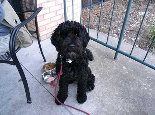 FergiePaws's profile picture. I’m a Portuguese Water Dog with a spatial awareness problem. I also nap between 1 and 239 times a day.