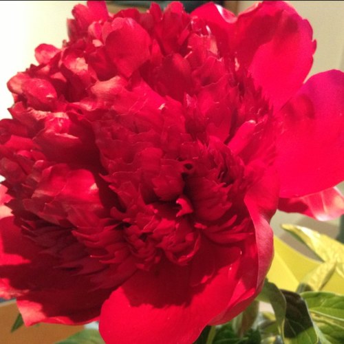 rsc163's profile picture. 