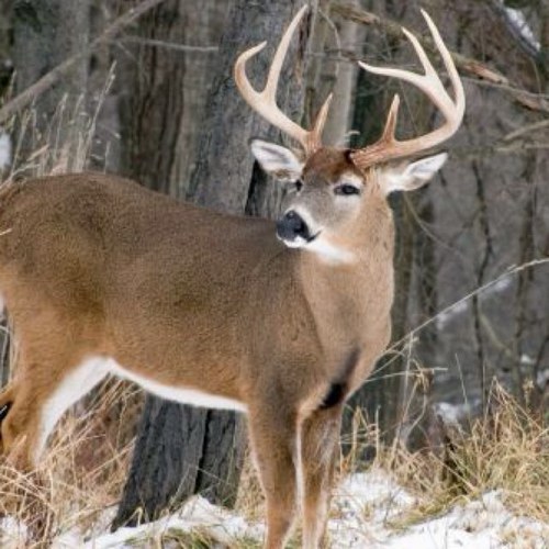 ForTheHunters's profile picture. 