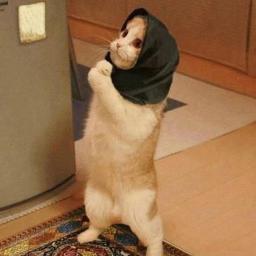 ペットを飼いたいけど、その為だけに引っ越す金も無い…。かといって、無断で勝手につれてくる根性も無い。。。そうだ。猫カフェに行こう。