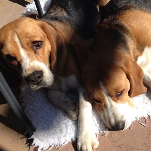 We are beagles & we beagle about.
We live with my hooman mummy @Angie_or_Betty. Sunday Names are
Charterwood Starkid (Barney) &
Albreda's Last Waltz (Millie)