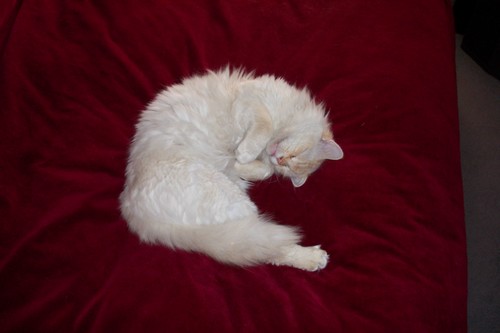 LadySelmaRose's profile picture. Finance Director/CPA/endurance athlete.  Lover of America, Liberty, and the US Constitution