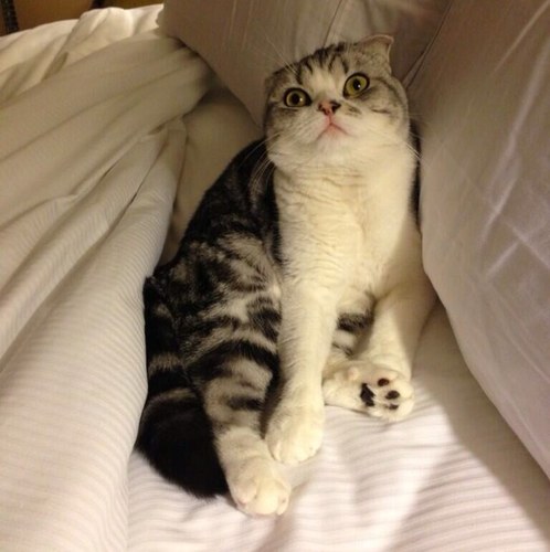 Roses are red, Taylor's album is too, I'm just a cat, who's more famous than you.