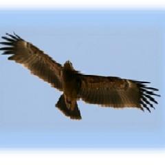 We offered International and local Package Tours