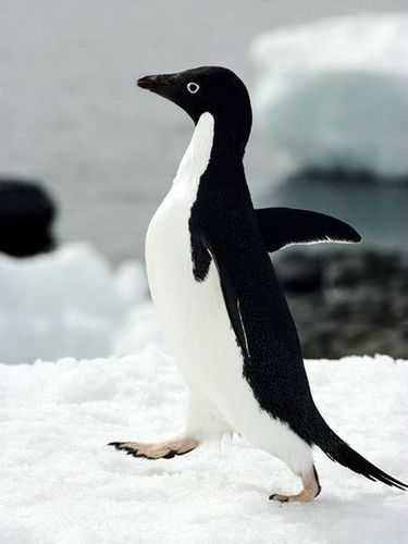 Follow back 100% of the time. Won't unfollow unless you do. What will the penguin help you gain. #PenFollowSpree For Business: penfollowback@gmail.com
