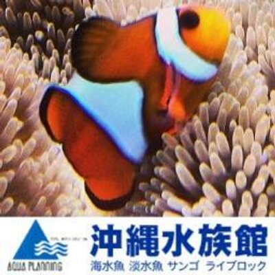 沖縄水族館 Okisuimakabi Twitter 沖縄水族館 Okisuimakabi Twitter