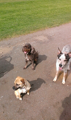 g_pawbypaw's profile picture. Dog training, walking, pet sitting and pet taxi services .