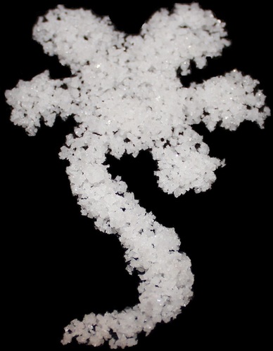 FlowerofSalt Profile Picture